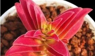 小红叶组合 小红叶组合